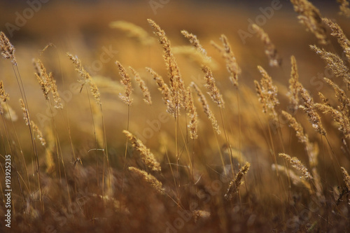 autumn yellow grass beautiful background