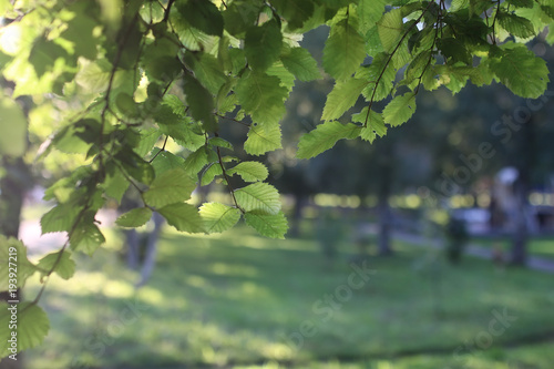park leaf sun