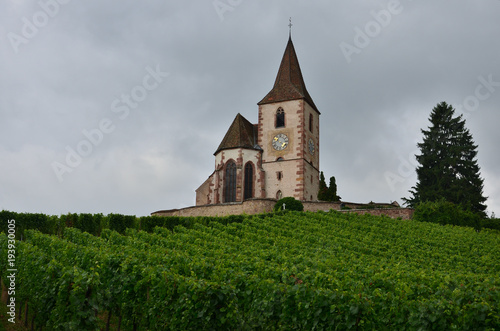 A vineyard near the sky
