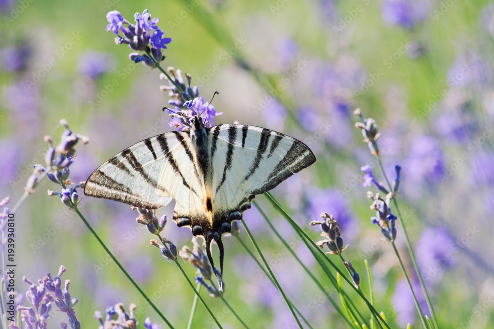 Scarce Swallowtail butterfly sitting on wild lavender flowers. Iphiclides podalirius Scarce Swallowtail butterfly sitting on wild lavender flowers. Iphiclides podalirius