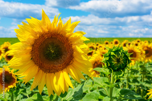 Photo of sunflower field with sky and clouds at summer