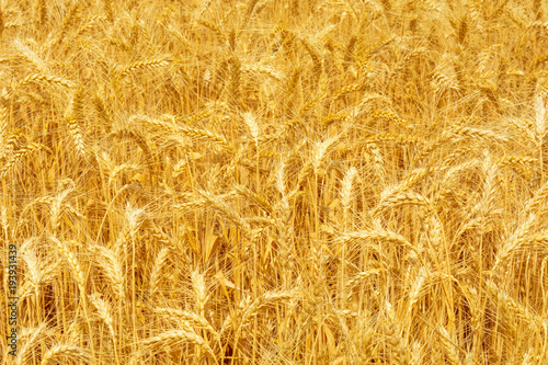 Photo of yellow wheat field texture at summer