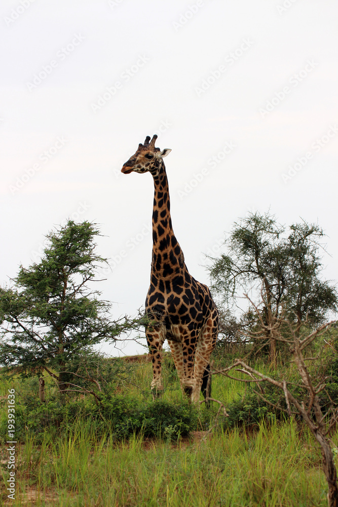 Obraz premium Giraffen in der Wildnis von Afrika Uganda