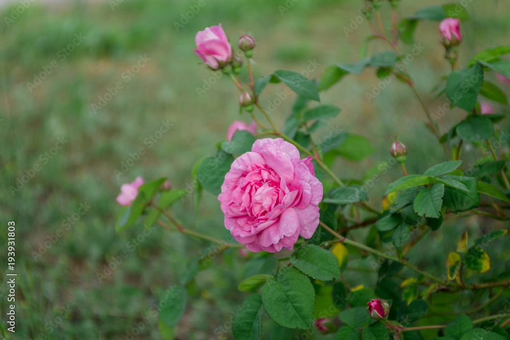 eden rose on green background closeup