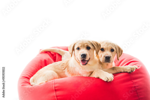 Two beige puppies looking at camera and lying on bag chair isolated on white