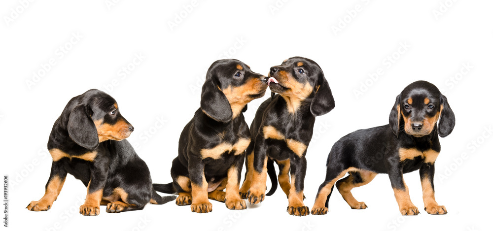 Four cute puppy breed Slovakian Hund together, isolated on white background