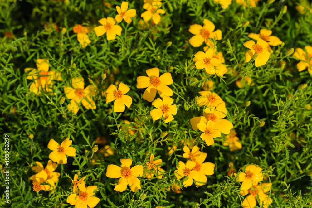 marigold flowers closeup