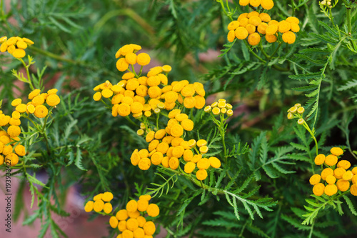 tansy flowers closeup