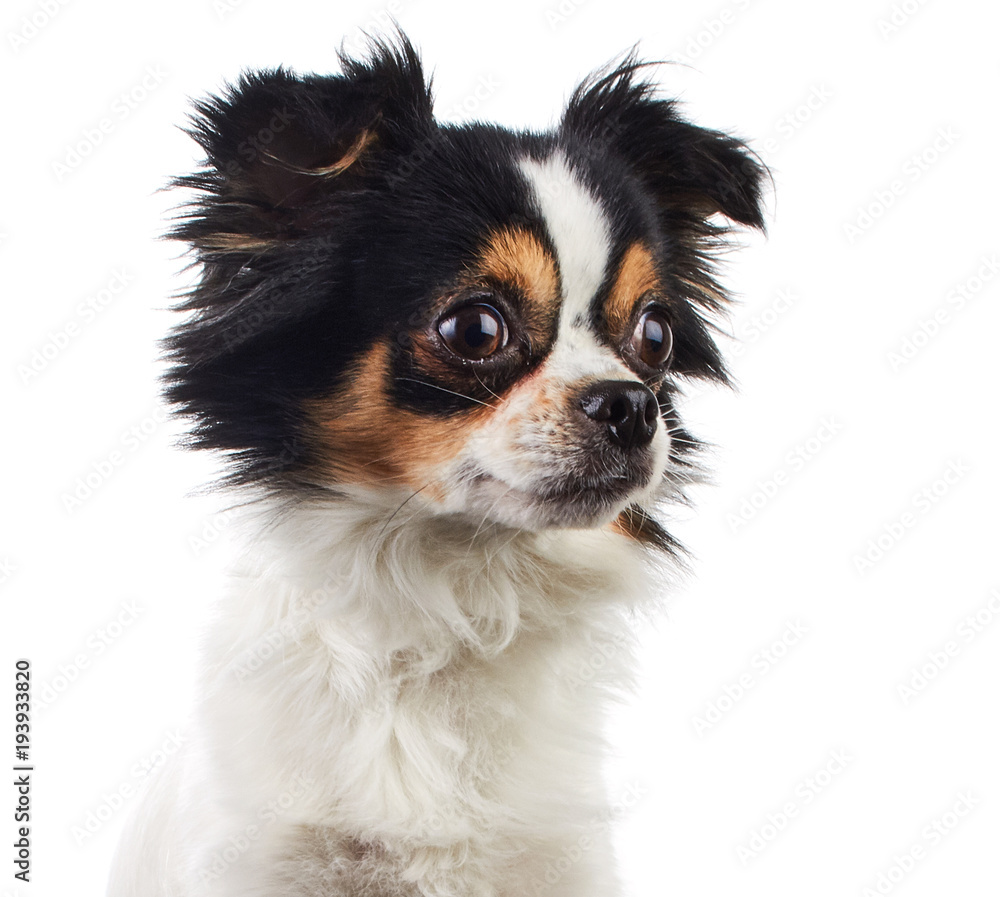 Fotografie Chihuahua Dog Posed on White Background