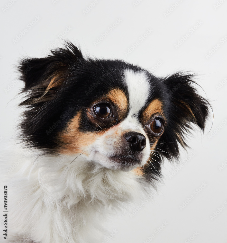 Chihuahua Dog Posed on White Background