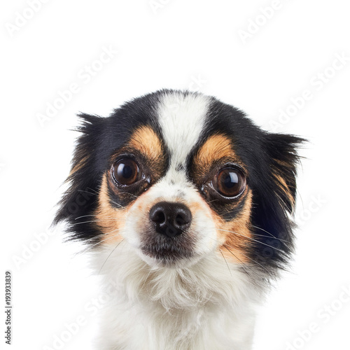 Photography Chihuahua Dog Posed on White Background