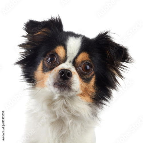 Fotografie Chihuahua Dog Posed on White Background