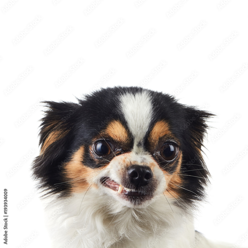 Chihuahua Dog Angry