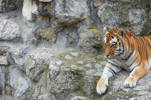 Fototapeta Naklejka Na Ścianę i Meble -  Tiger sitting on rock in zoo