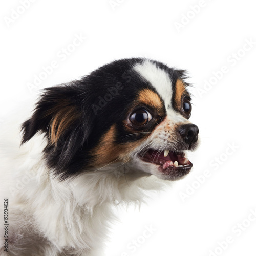 Chihuahua Dog Eating 