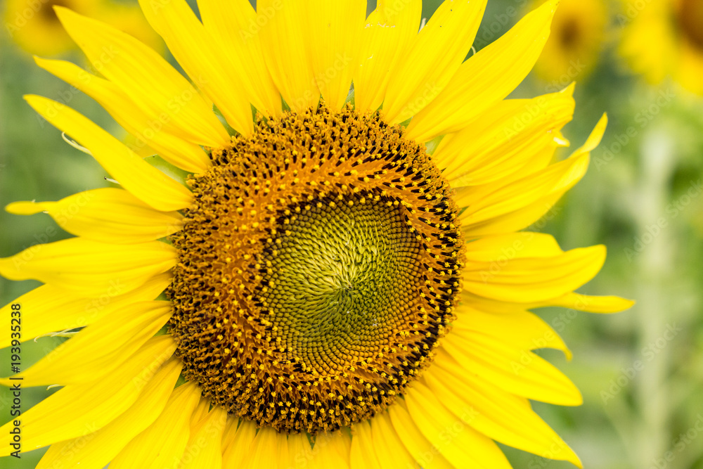 Obraz premium bigsunflower