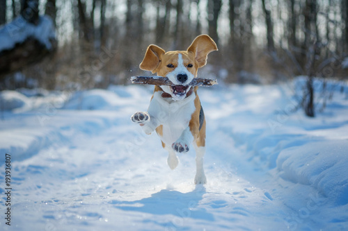 Fototapeta Naklejka Na Ścianę i Meble -  Beagle running around and playing with the winter forest