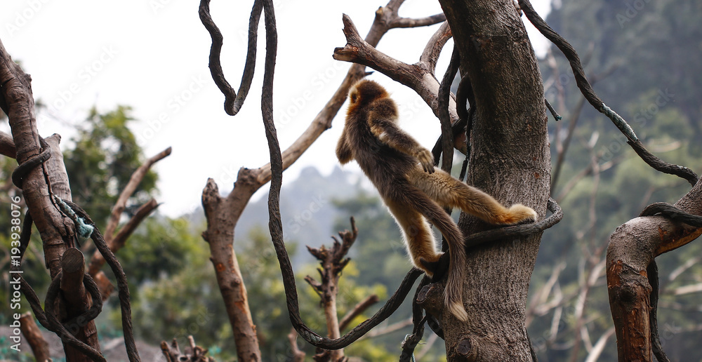 Monkey feeding in the zoo Monkey feeding in the zoo