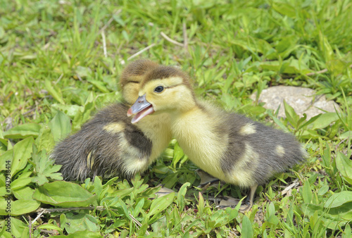 Small ducklings 9