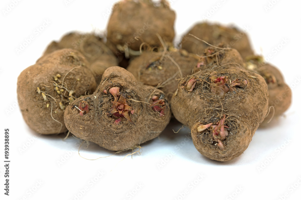 Blumenzwiebeln, Prachtscharte, Zwiebeln Blumenzwiebeln, Prachtscharte, Zwiebeln