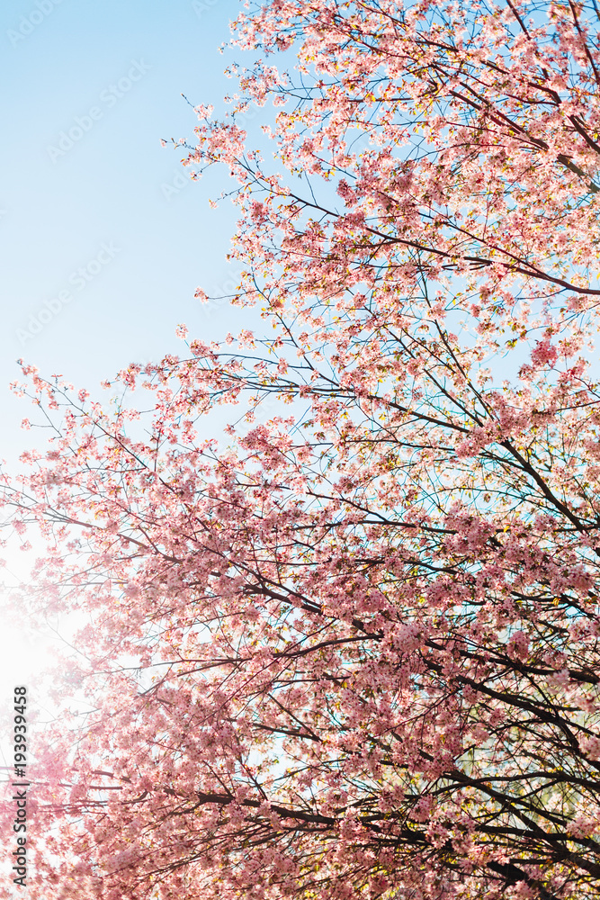 Beautiful sakura or cherry blossom with soft focus. Blue sky background. Beautiful sakura or cherry blossom with soft focus. Blue sky background.