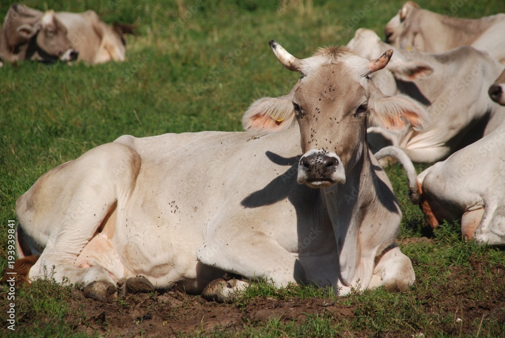 Cow Cow