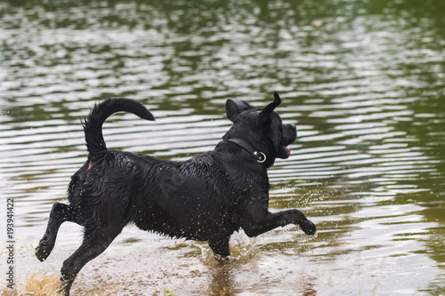 big black dog labrador © petrrgoskov