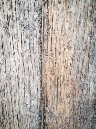 Concept of the same, but different. Two natural color tones on a tree. Bole of a hundred-year-old tree texture (in China). Use as texture, background, backdrop, or visual content.