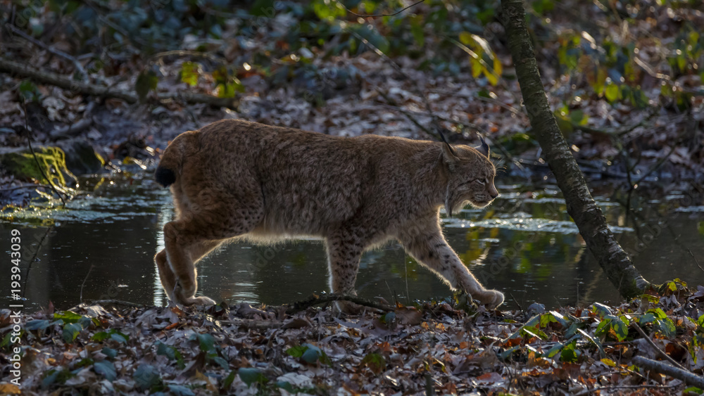Obraz premium Lynx in woods Germany