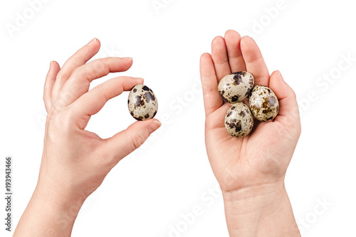 Quail eggs in hand isolated on white. Woman hold a quail egg. Organic product.