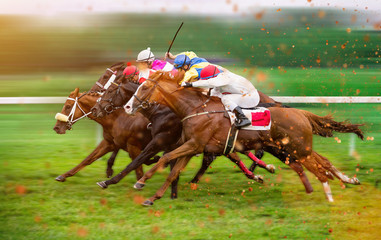 Race horses with jockeys on the home straight