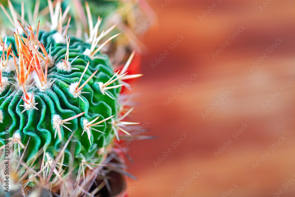 Fototapeta premium Beautiful green cactus with twisting ribs, flat needles on wooden blurred background. Copy space.