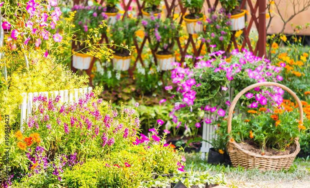 Obraz premium Home cozy garden on summer./ Flower pot in cozy home flower garden on summer.
