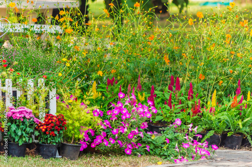 Home cozy garden on summer./ Flower pot in cozy home flower garden on summer.