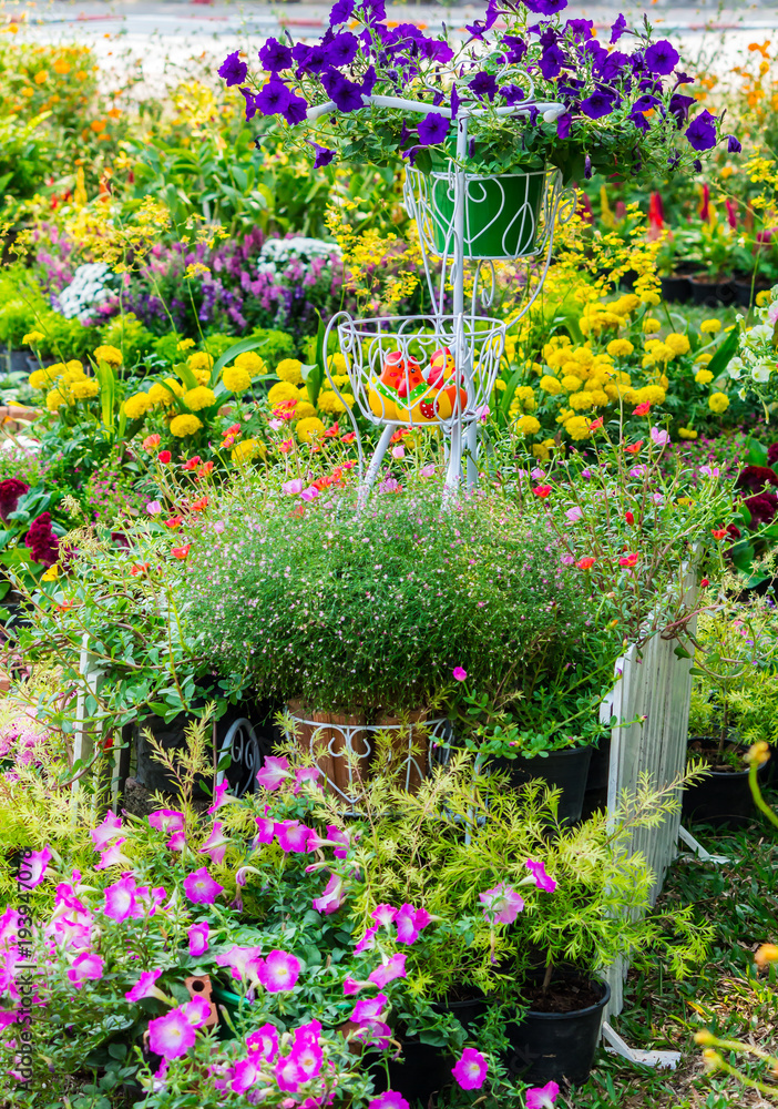 Obraz premium In cozy home garden on summer./ Vintage white bike and flowerpot in cozy home flowers garden on summer. 