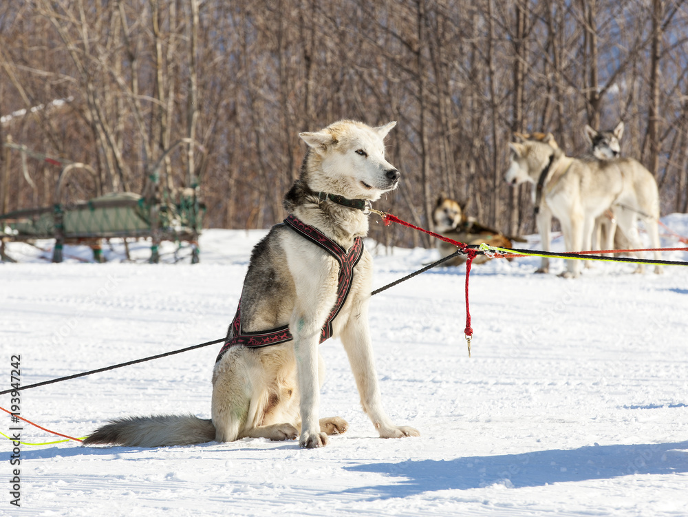 Husky sled dogs wait for a rest on the snow. Husky sled dogs wait for a rest on the snow.