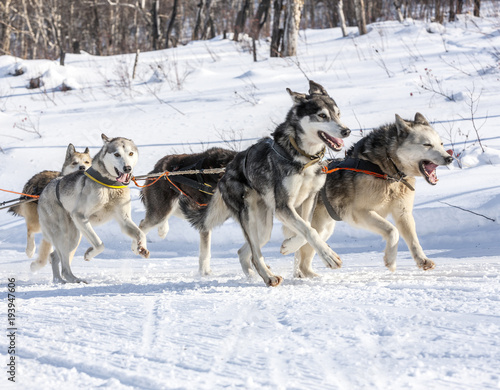 Husky dogs are pulling sledge at sunny winter forest in Kamchatka