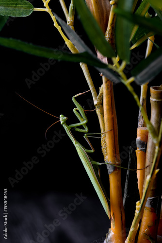 Fototapeta Naklejka Na Ścianę i Meble -  Mantis from family Sphondromantis (probably Spondromantis viridis) lurking on the green leaf