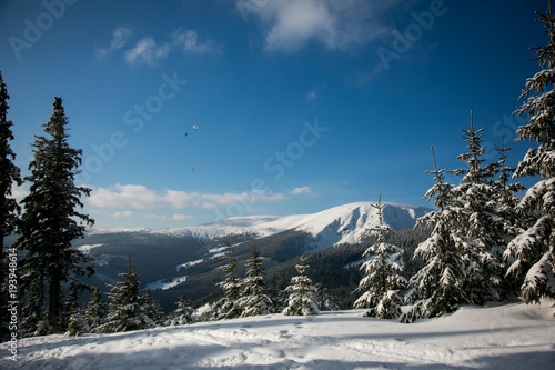 Landscape of trees with snow during sunny winter day in Czech mountains