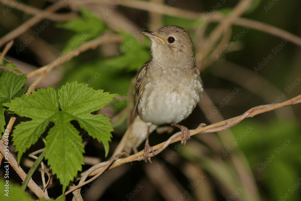 bird, robin, nightingale, wildlife