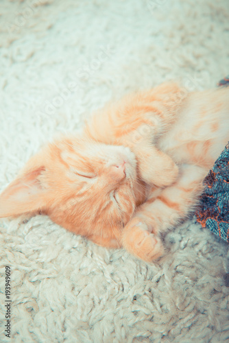 Little red kitten. The kitten lies on the fluffy carpet at home. Lovely Home Kitten 