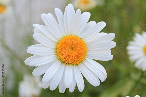 Camomile