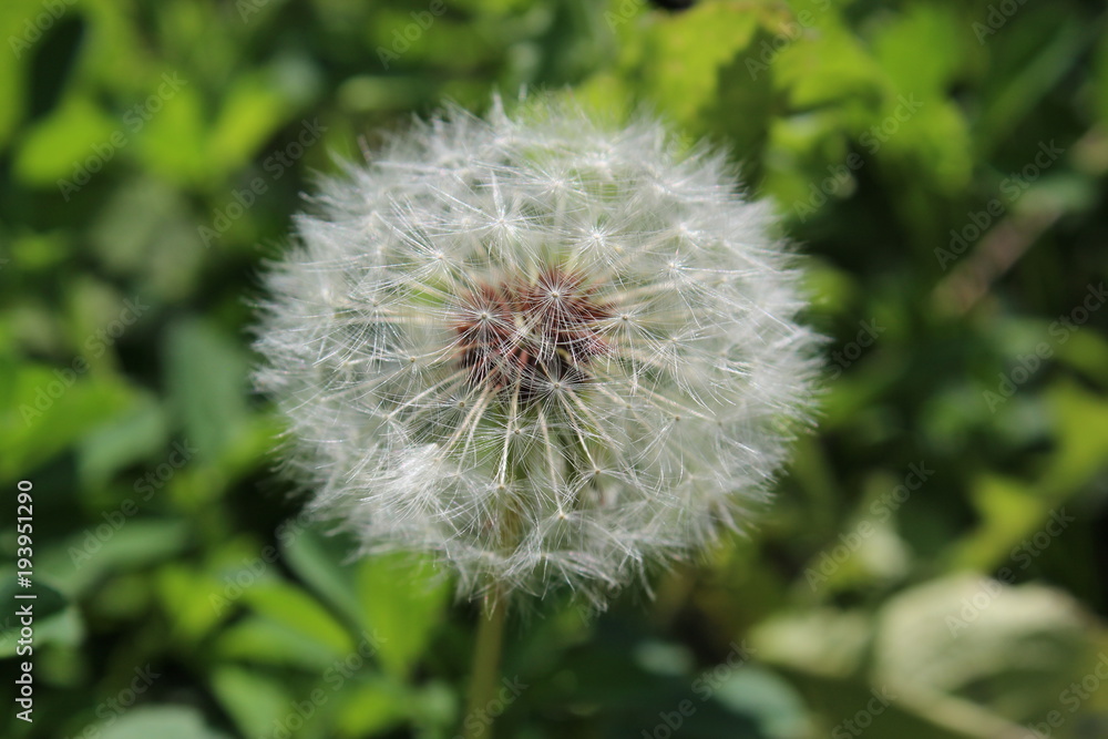 Dandelion Dandelion