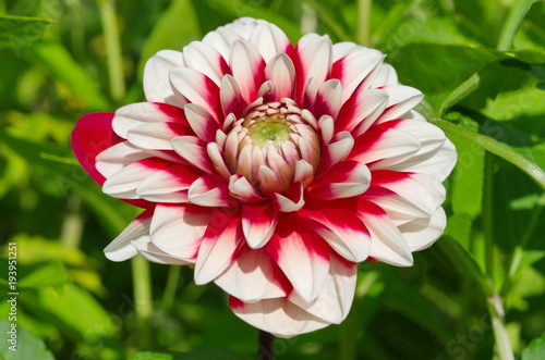 Fototapeta Naklejka Na Ścianę i Meble -  Blooming red-white Dahlia flower close-up