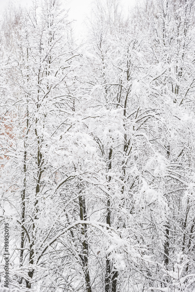 Snow covered trees Snow covered trees