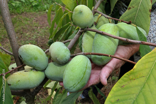 Indianerbanane