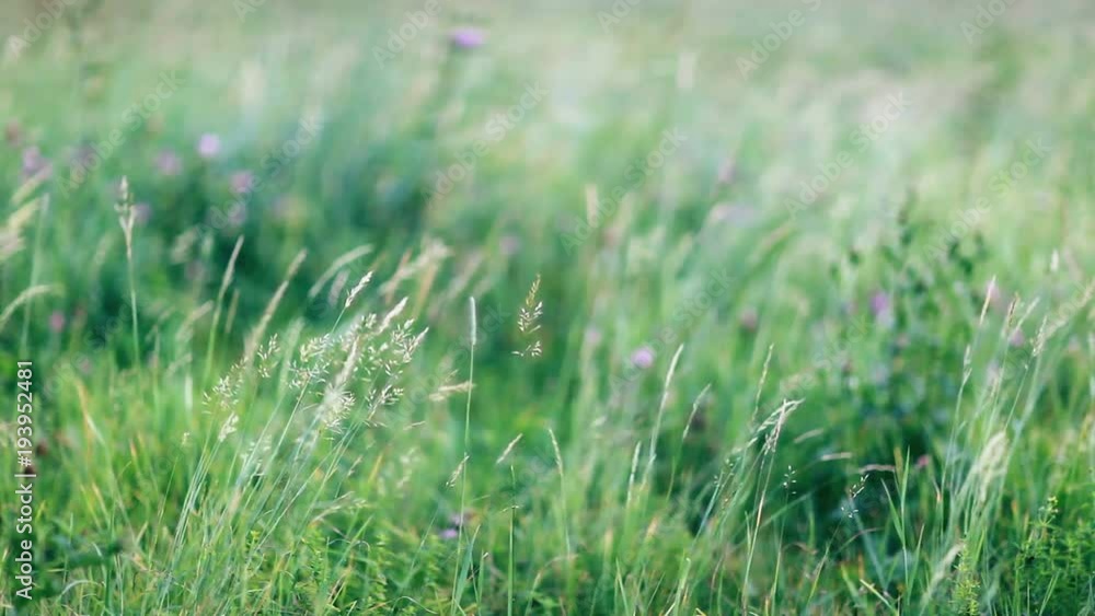 Green grass moved by summer wind on lush meadow Green grass moved by summer wind on lush meadow