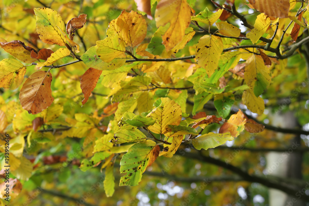 Tree branches with bright yellow and green leaves in autumn - Colorful leaves in fall Tree branches with bright yellow and green leaves in autumn - Colorful leaves in fall