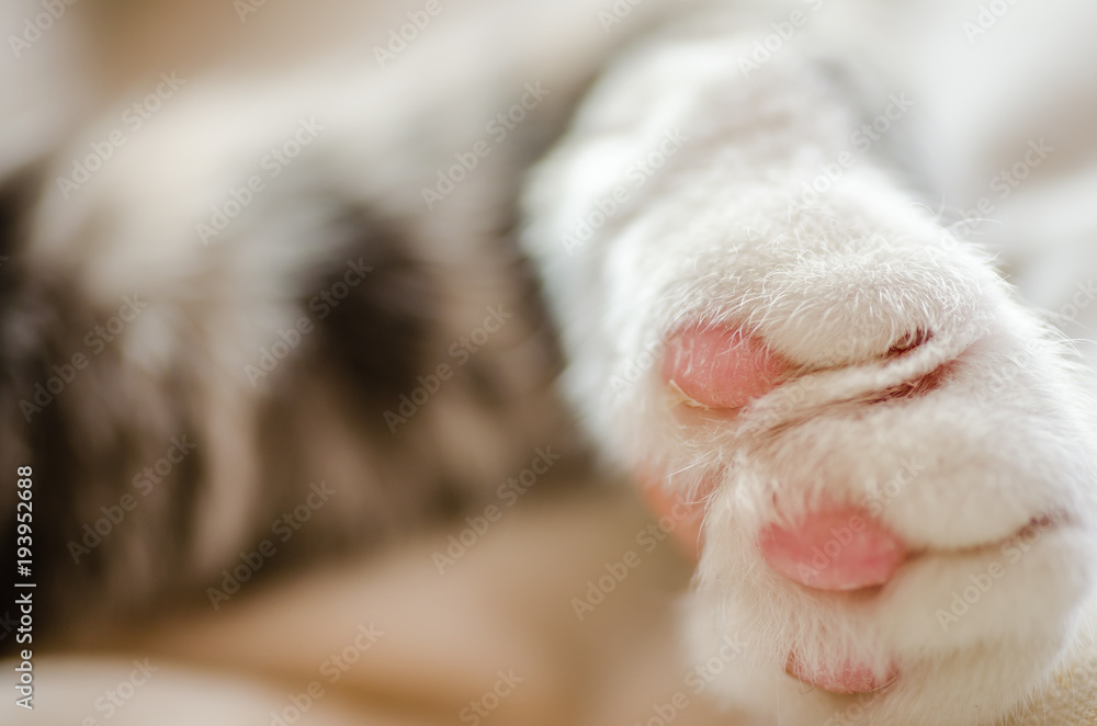Paw colorful cat sleeps Paw colorful cat sleeps