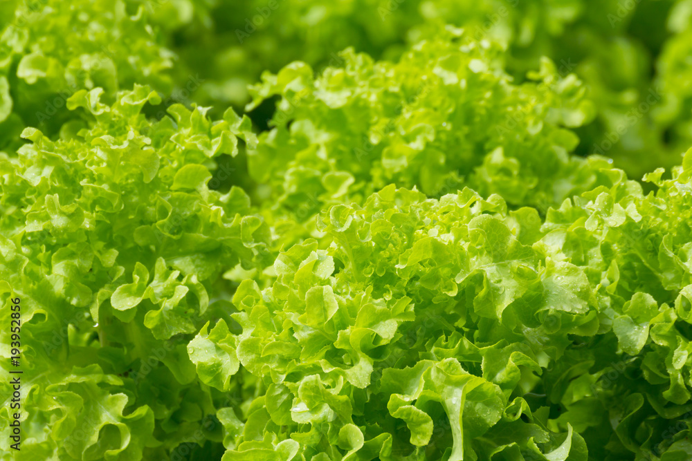 fresh green oak lettuce with water drops in oraganic farm, green vegetables fresh green oak lettuce with water drops in oraganic farm, green vegetables